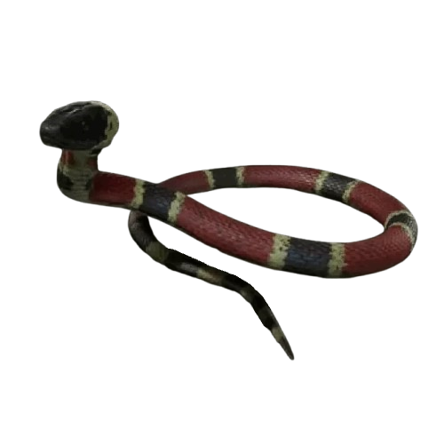 Coral Snake